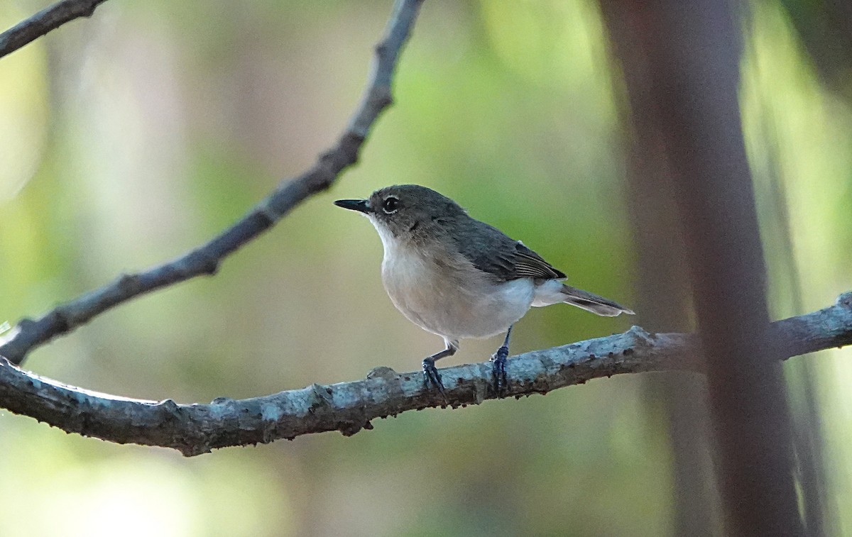 Large-billed Gerygone - ML646679109