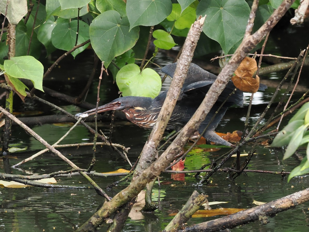 Black Bittern - ML646679110