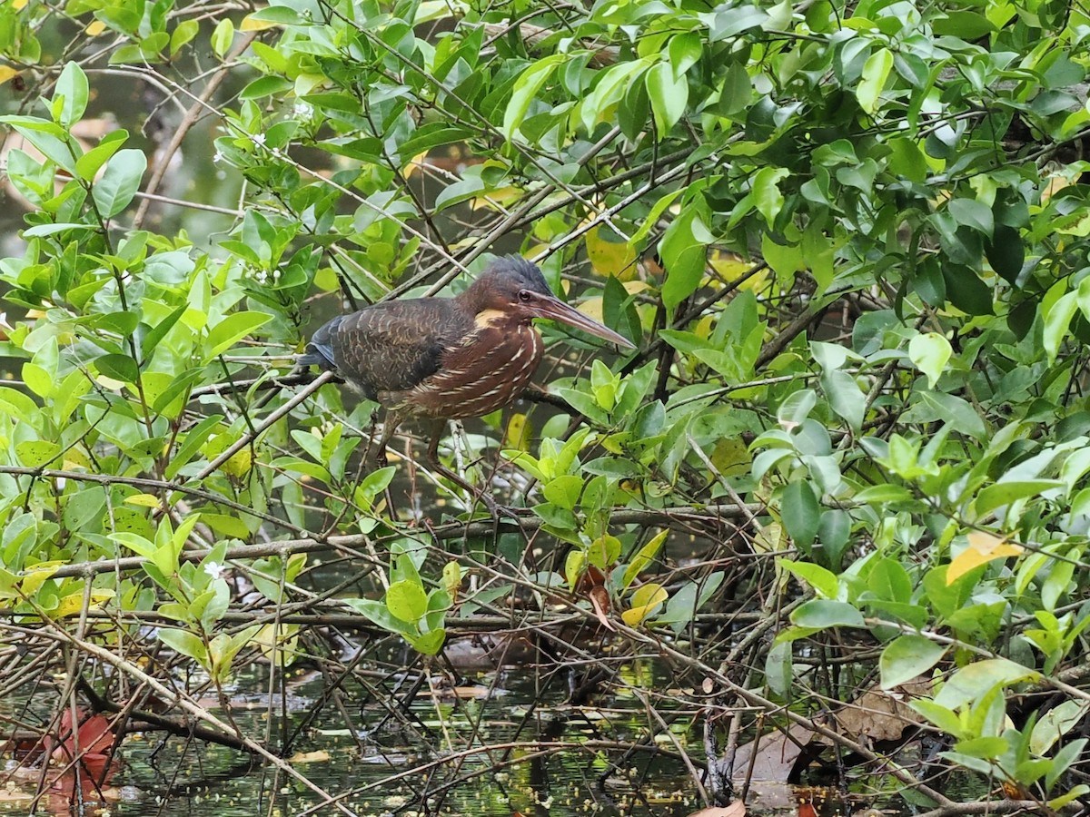 Black Bittern - ML646679111