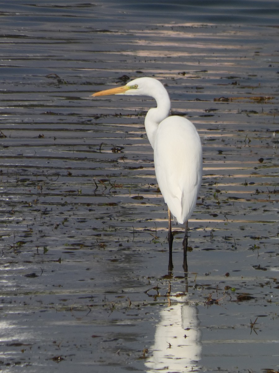 Great Egret - ML646679112