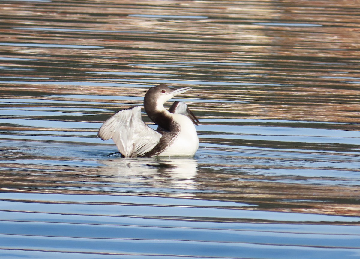 Common Loon - ML646679114