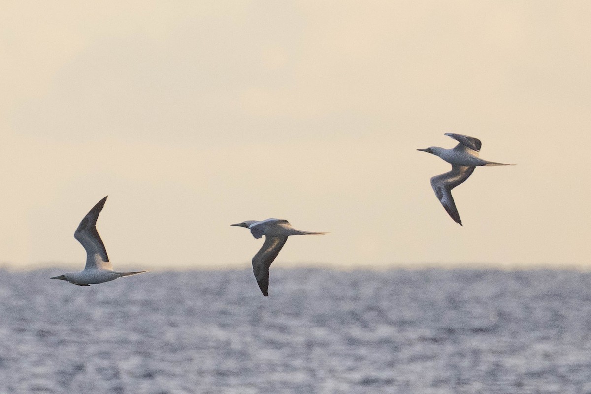 Red-footed Booby - ML646679115