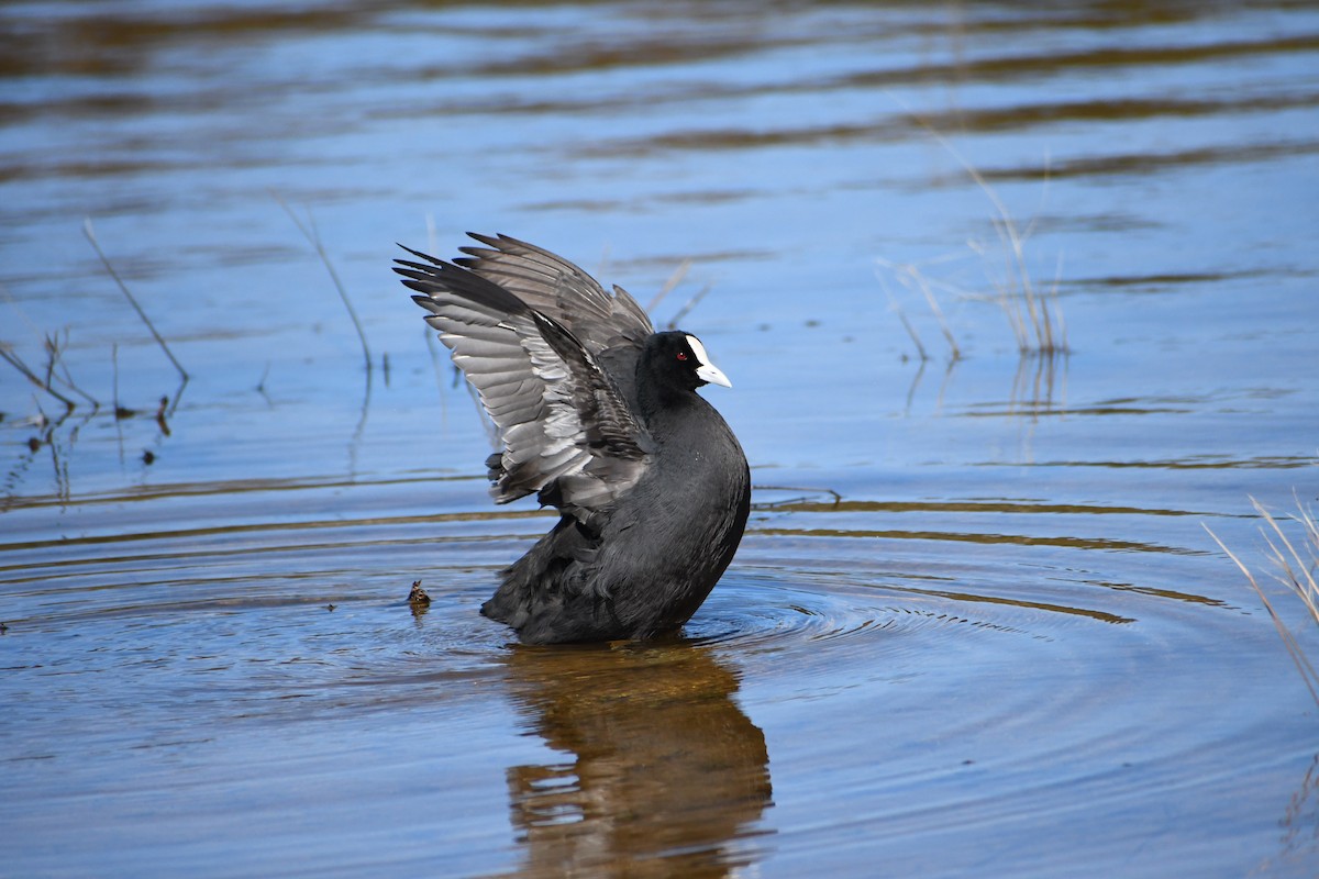 Eurasian Coot - ML646679116