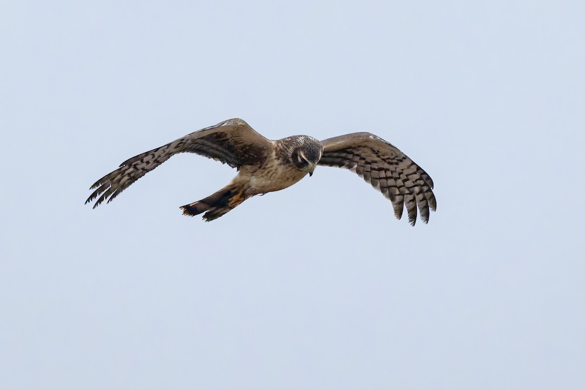 Northern Harrier - ML646679117