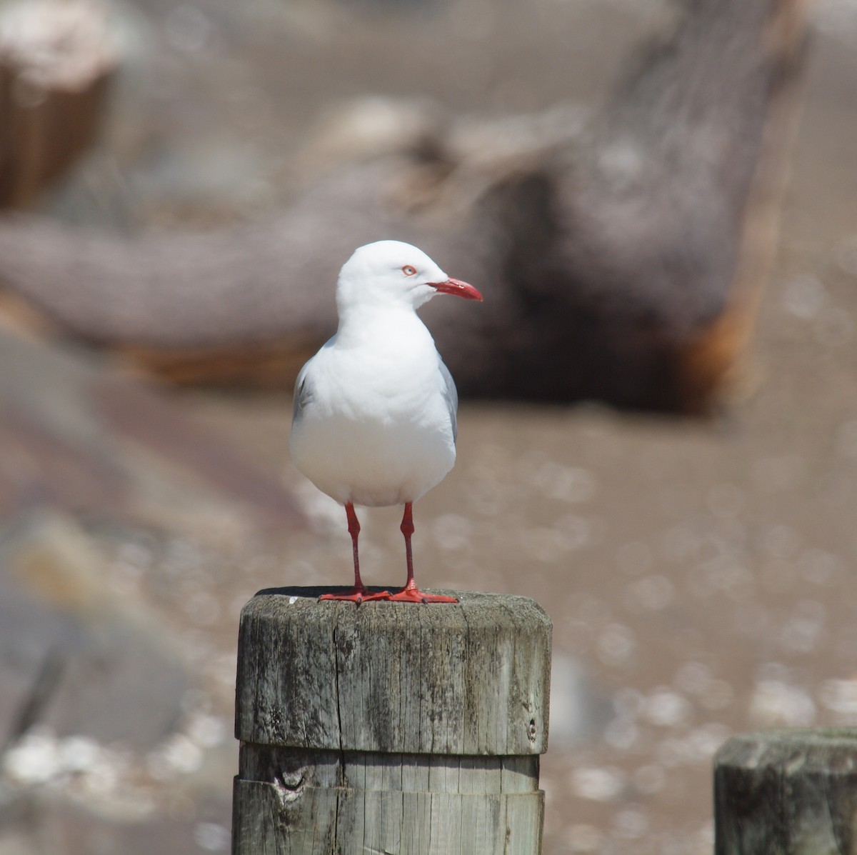 Silver Gull - ML646679118