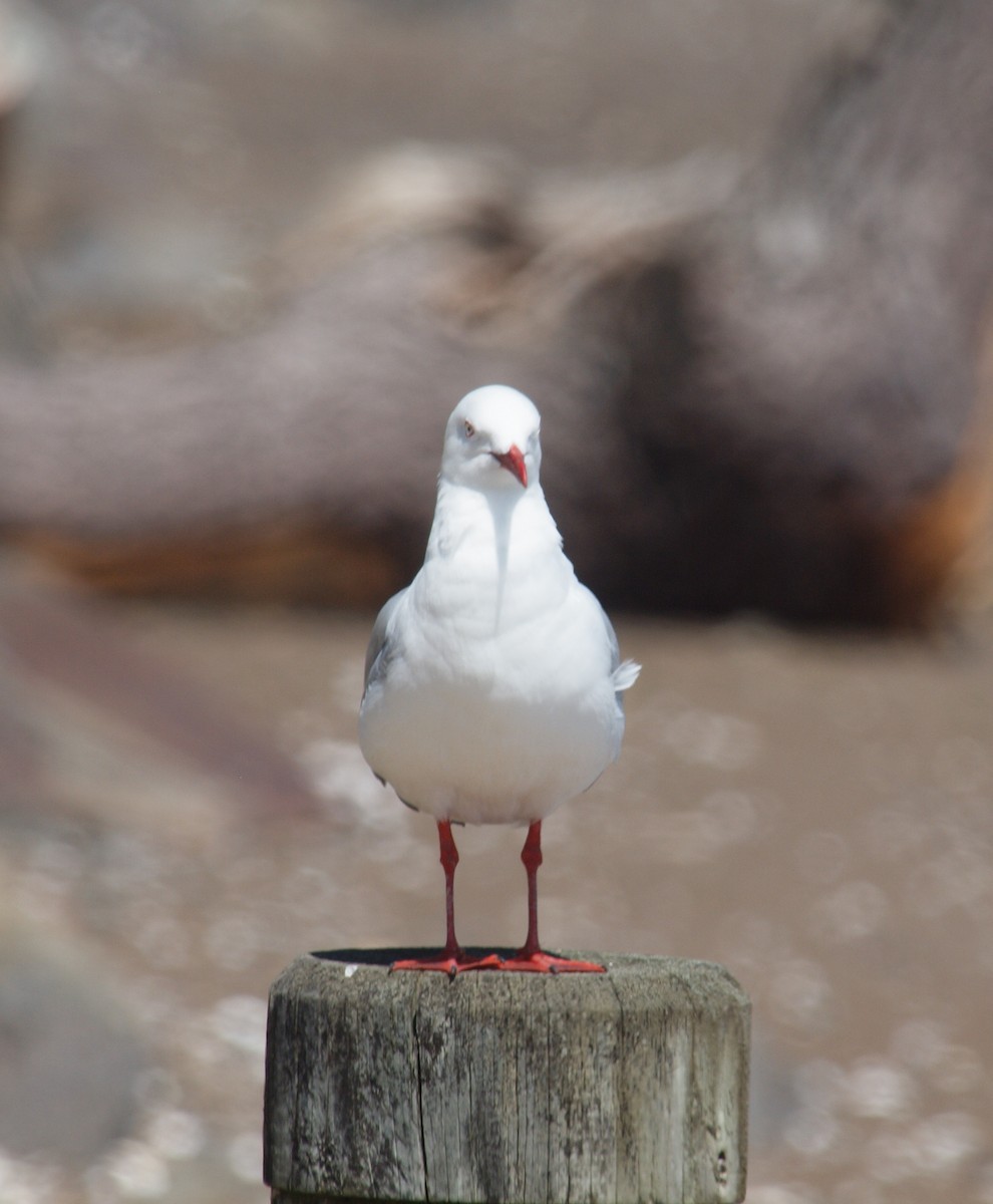 Silver Gull - ML646679119