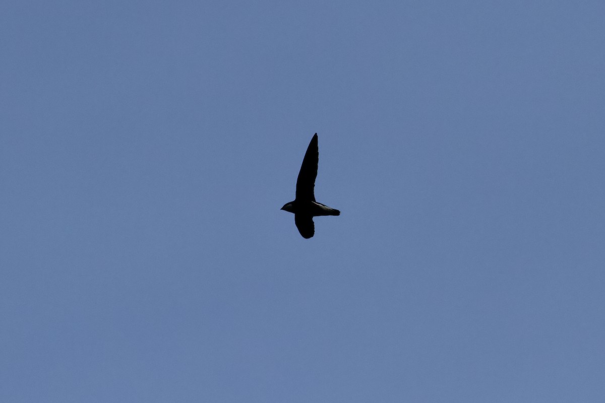 白喉針尾雨燕 - ML646679121