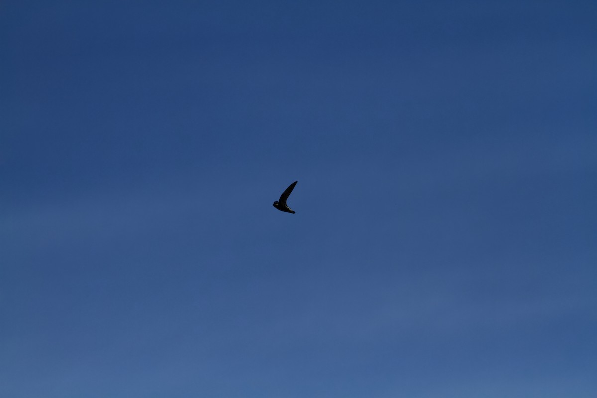 白喉針尾雨燕 - ML646679122