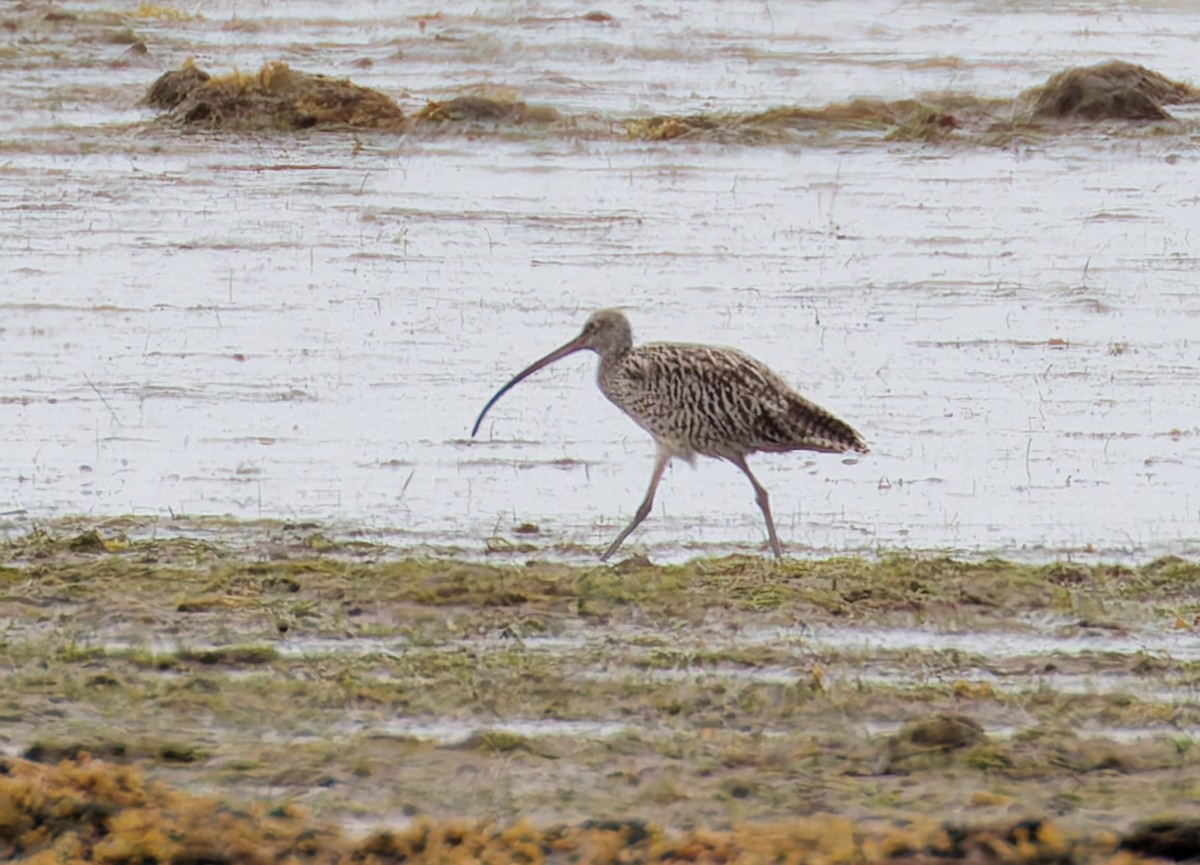 黦鷸 - ML646679124