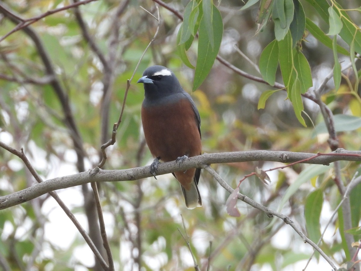 White-browed Woodswallow - ML646679125