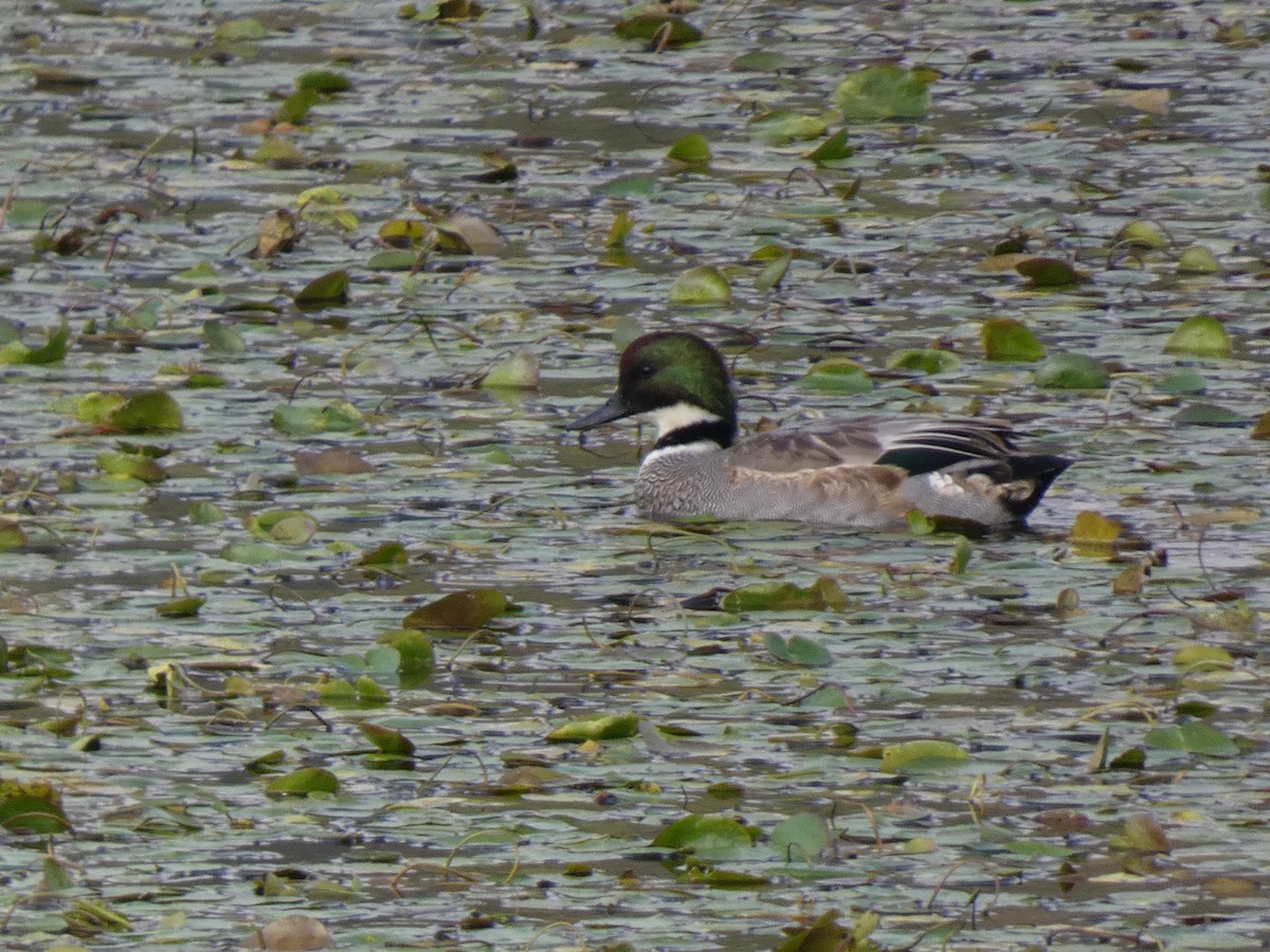 羅文鴨 - ML646679127