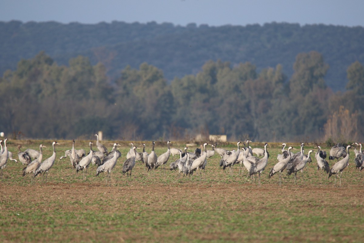 灰鶴 - ML646679128