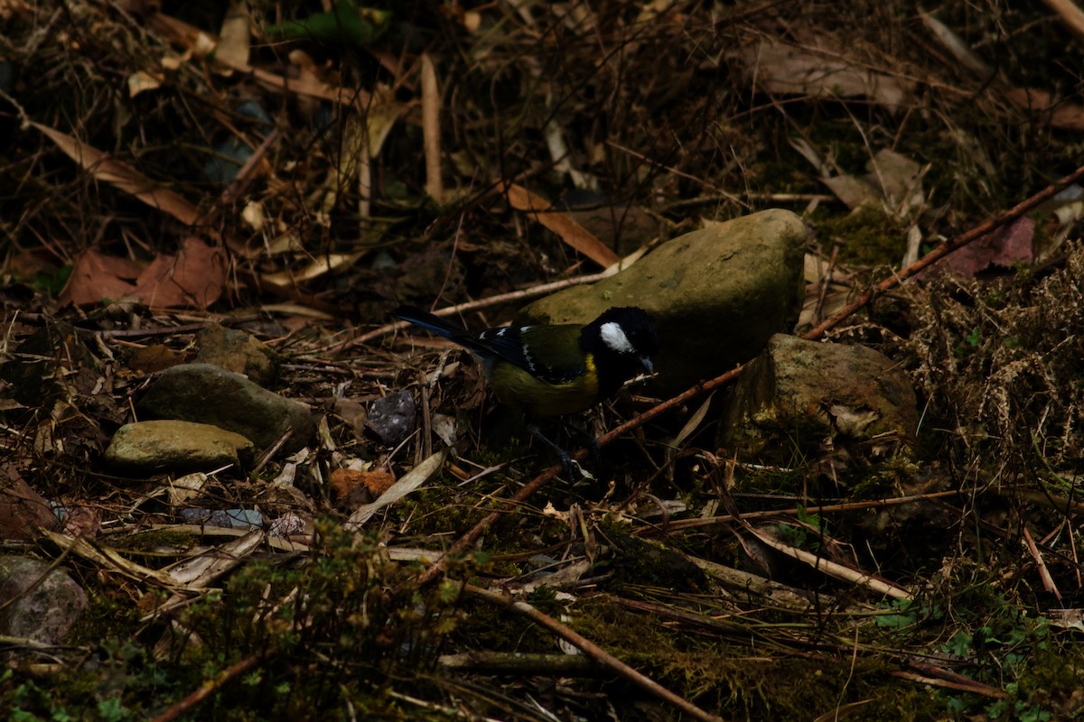 青背山雀 - ML646679130