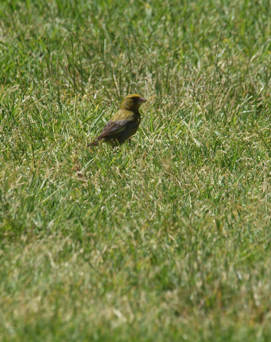 European Greenfinch - ML646679131