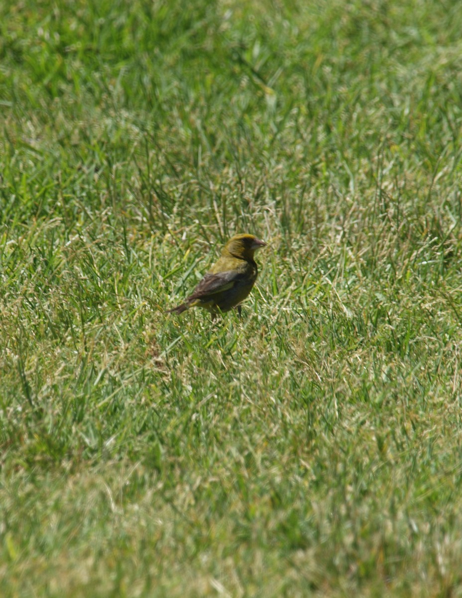 European Greenfinch - ML646679132