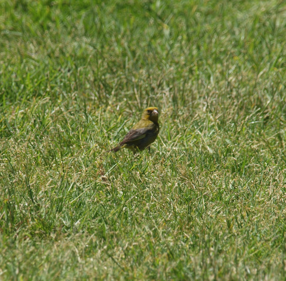 European Greenfinch - ML646679133