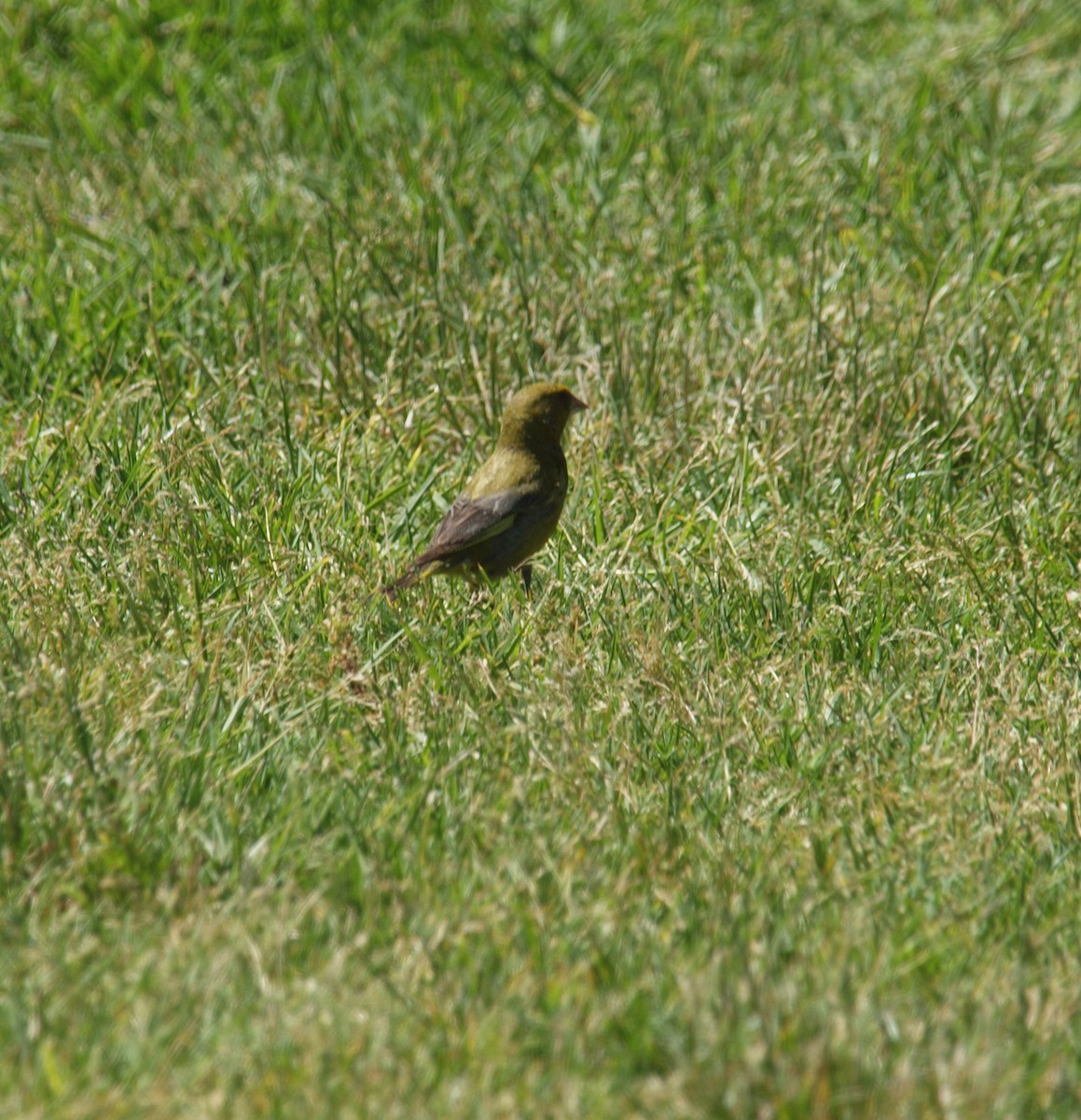 European Greenfinch - ML646679134