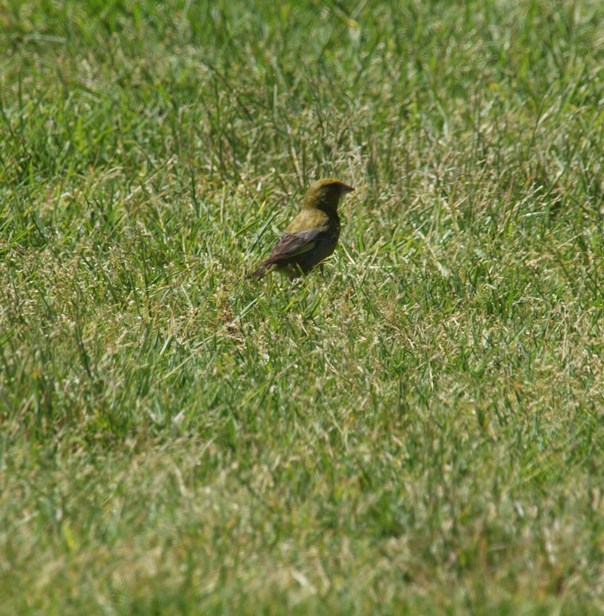 European Greenfinch - ML646679135