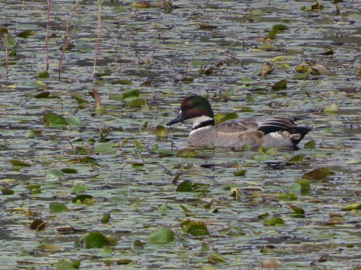 羅文鴨 - ML646679136