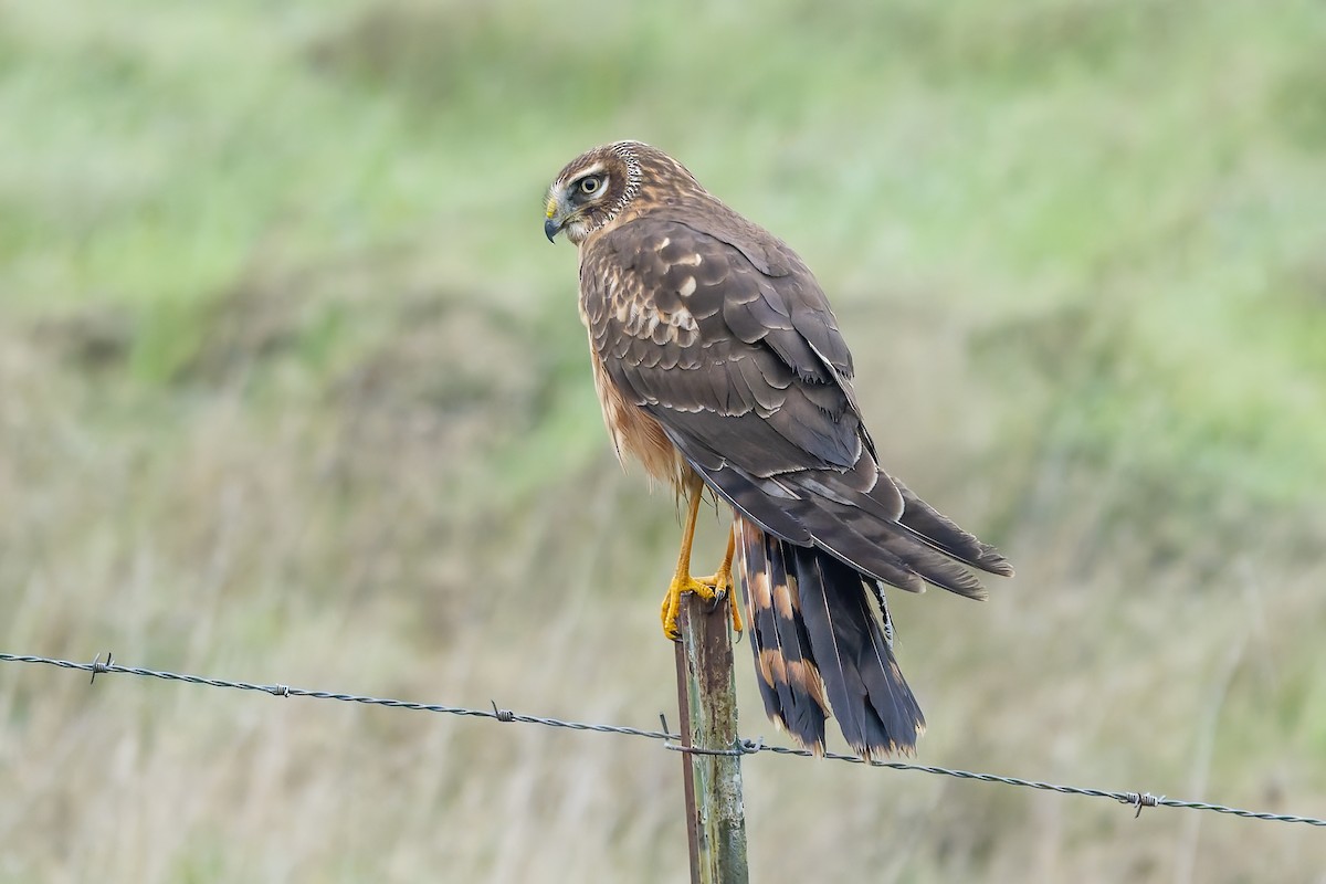 Northern Harrier - ML646679137