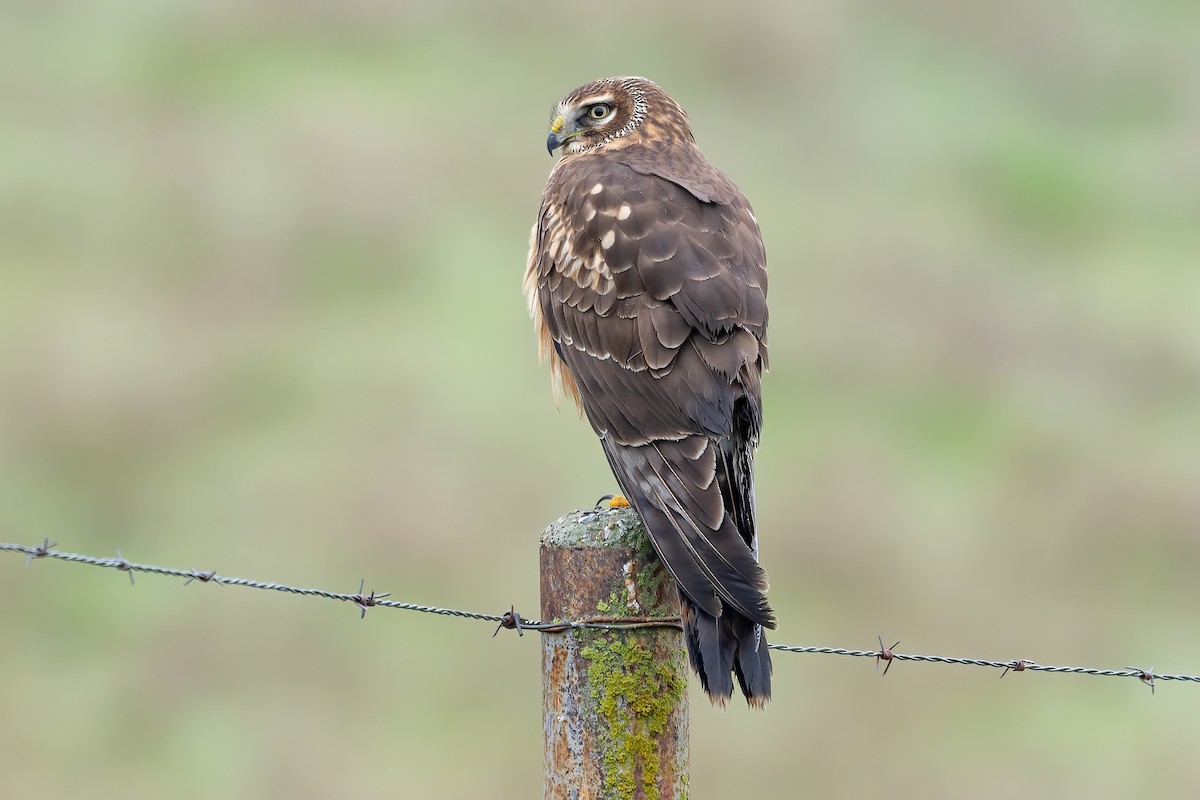Northern Harrier - ML646679138