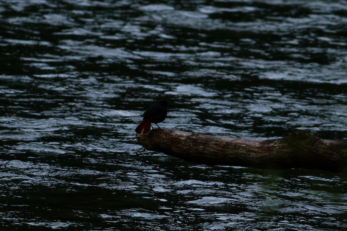 鉛色水鶇 - ML646679140