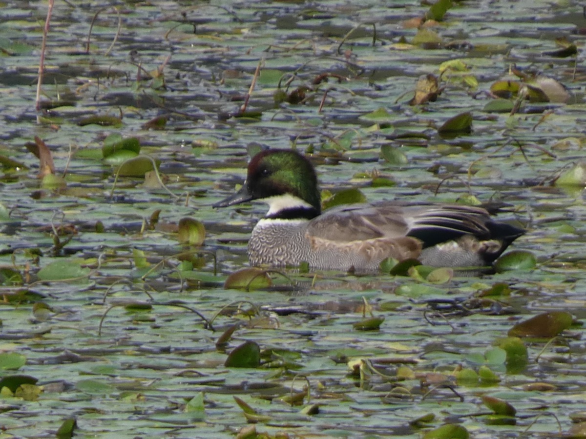 羅文鴨 - ML646679141