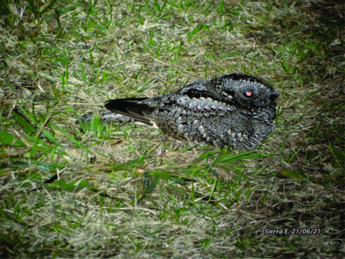 Band-winged Nightjar - ML646679143