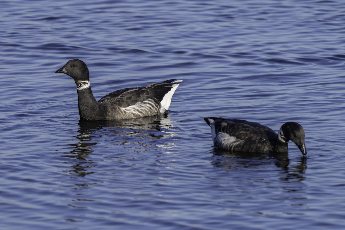 黑雁 - ML646679144