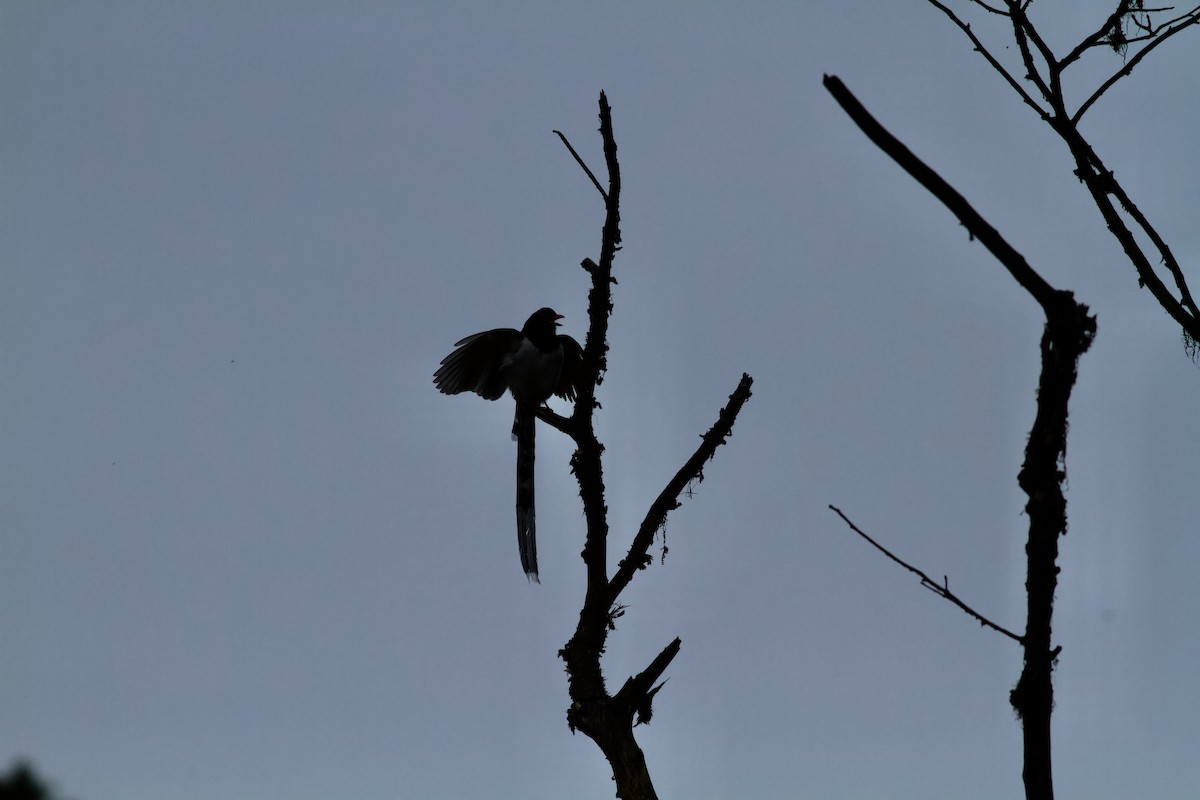 紅嘴藍鵲 - ML646679145