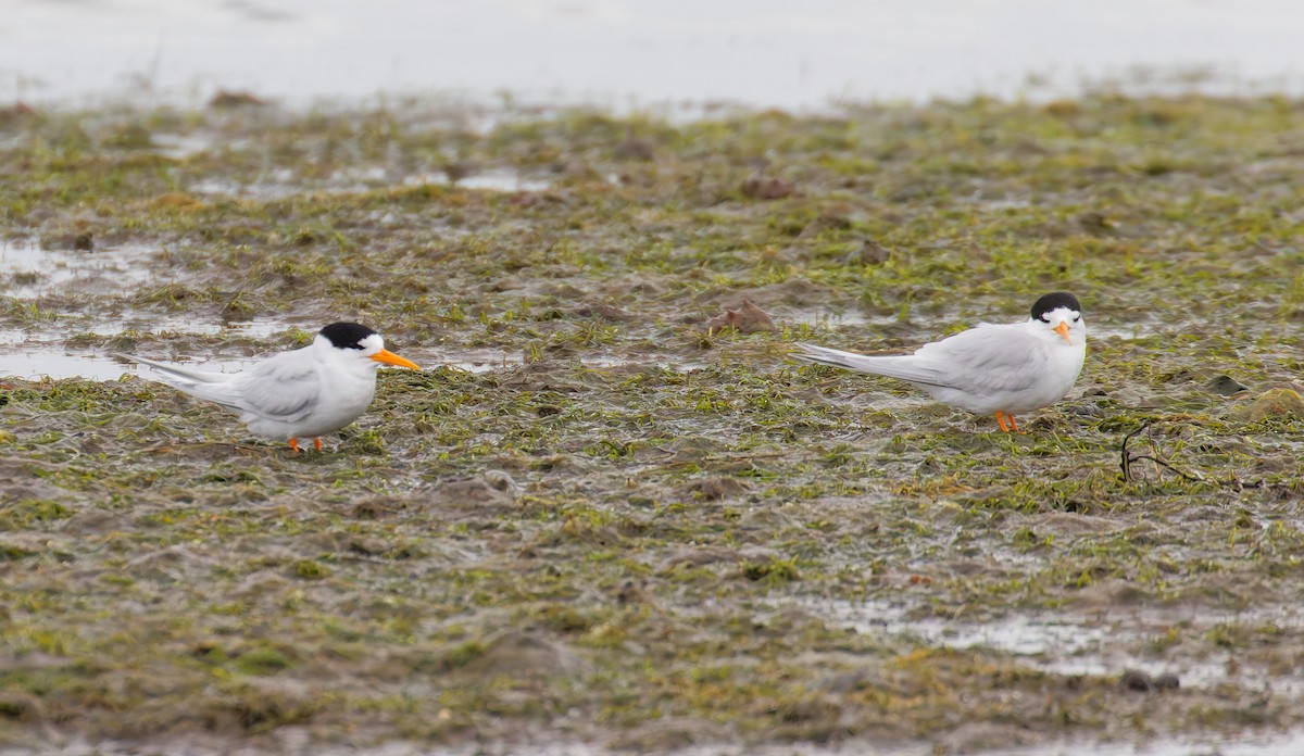 Australian Fairy Tern - ML646679146