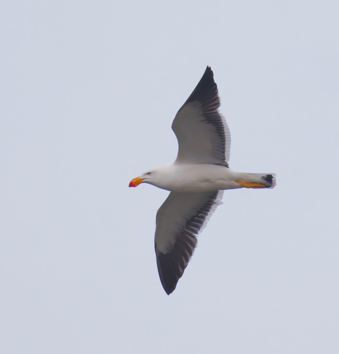 Pacific Gull - ML646679147