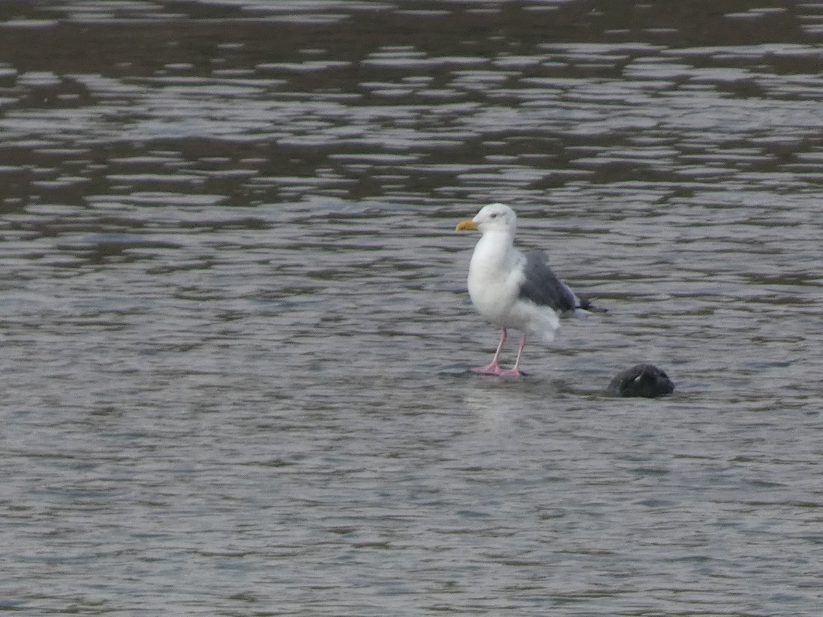 西伯利亞銀鷗 - ML646679148