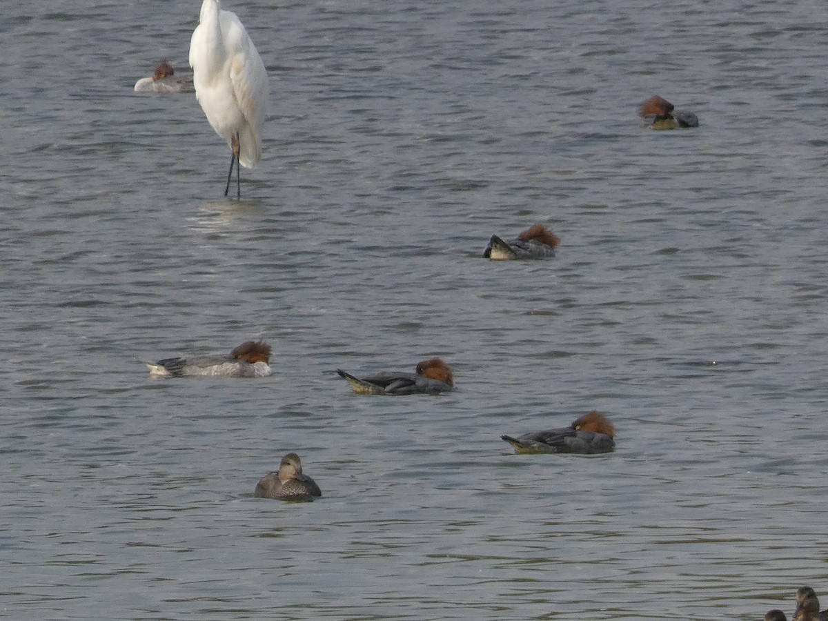 川秋沙 - ML646679149