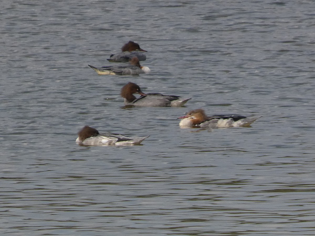 川秋沙 - ML646679151