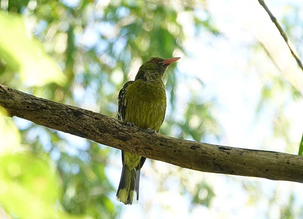 Mangrovepirol - ML646679153