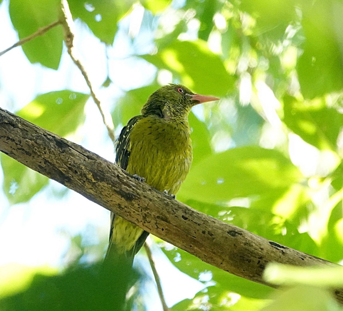 Mangrovepirol - ML646679154