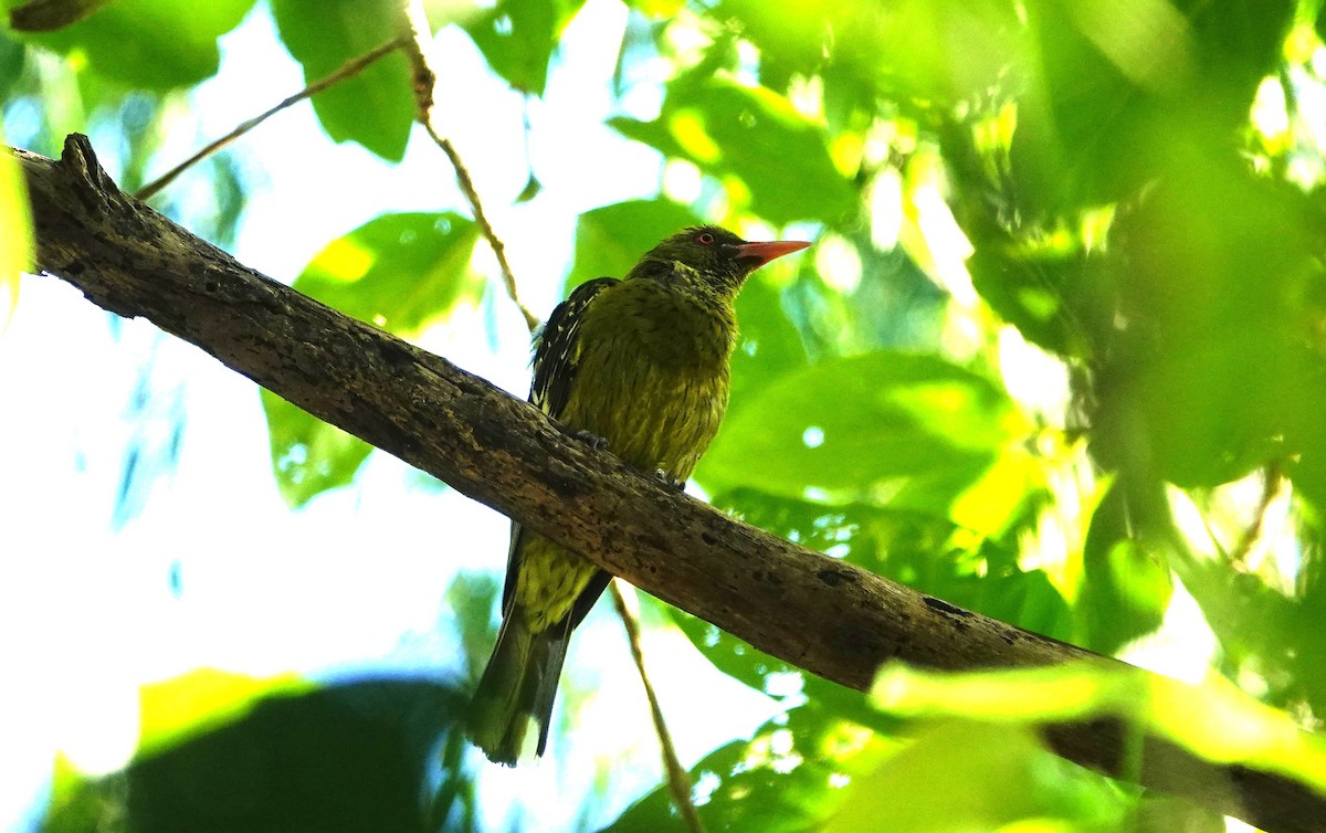 Mangrovepirol - ML646679155