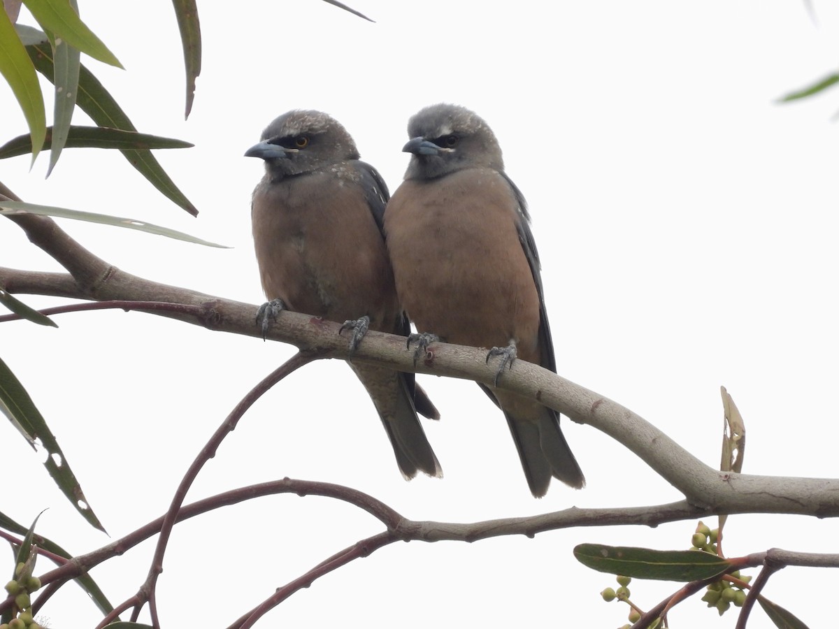 Langrayen bridé - ML646679156