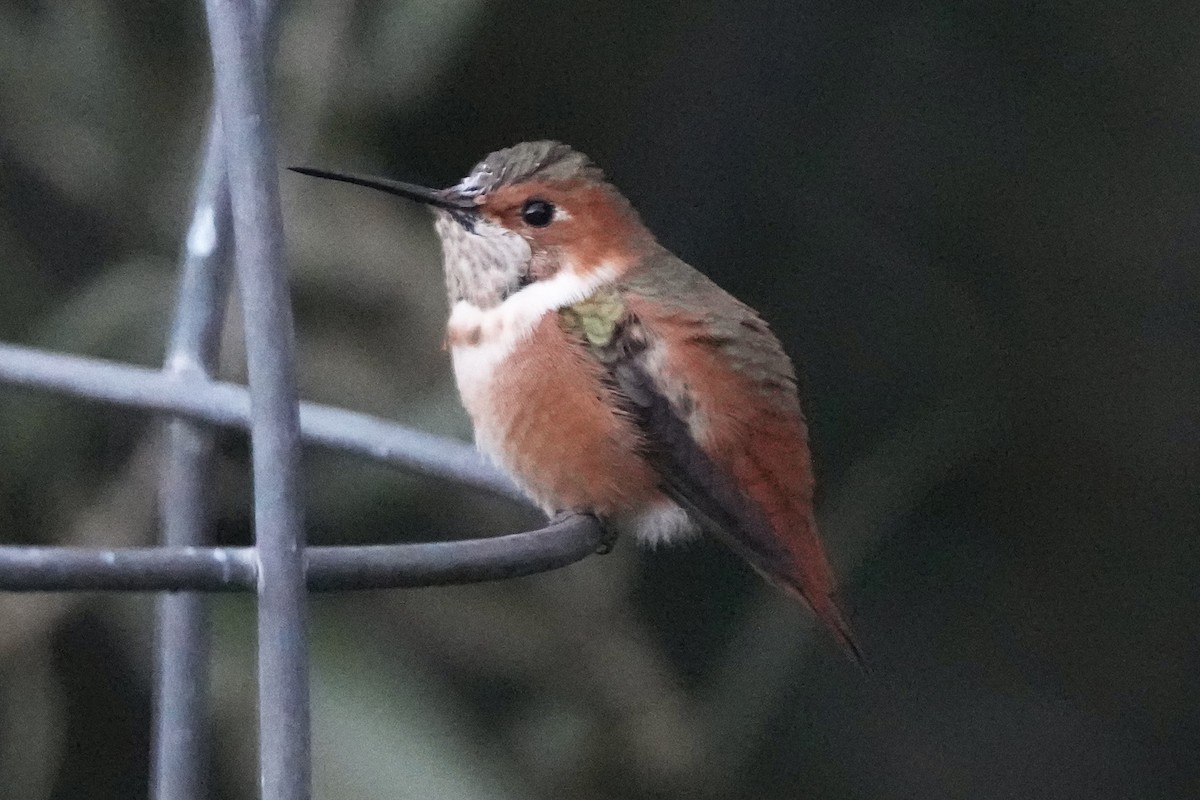 chaparralkolibri - ML646679159