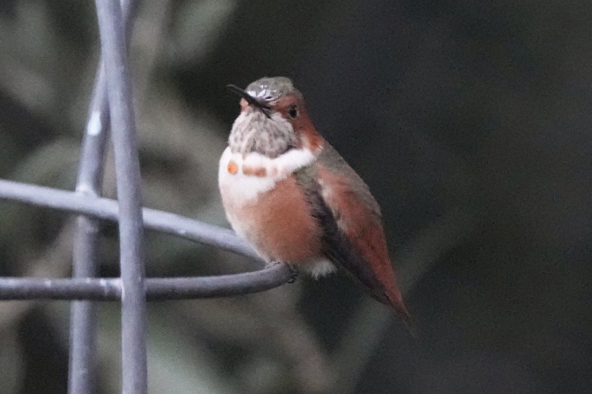chaparralkolibri - ML646679160