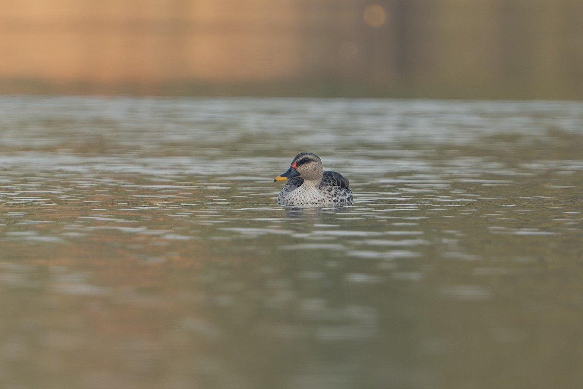 Крижень чорний - ML646679161