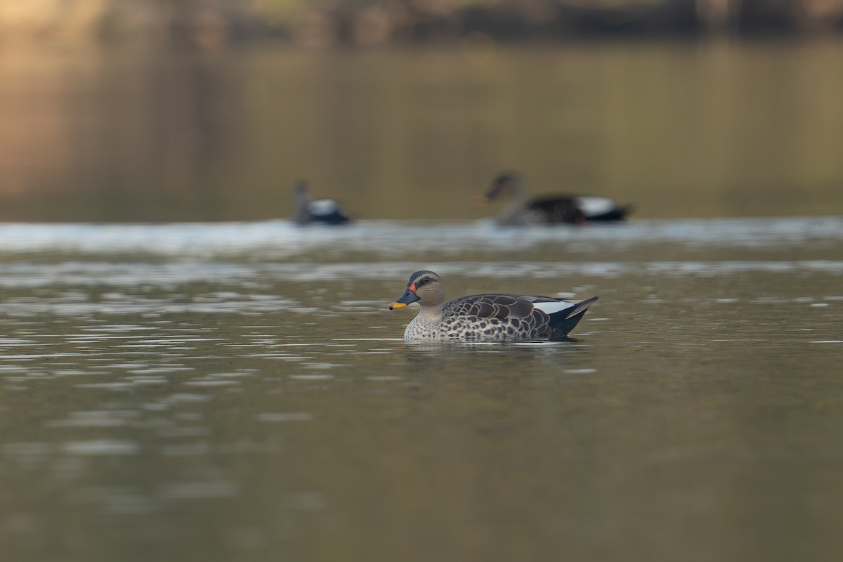 Крижень чорний - ML646679162