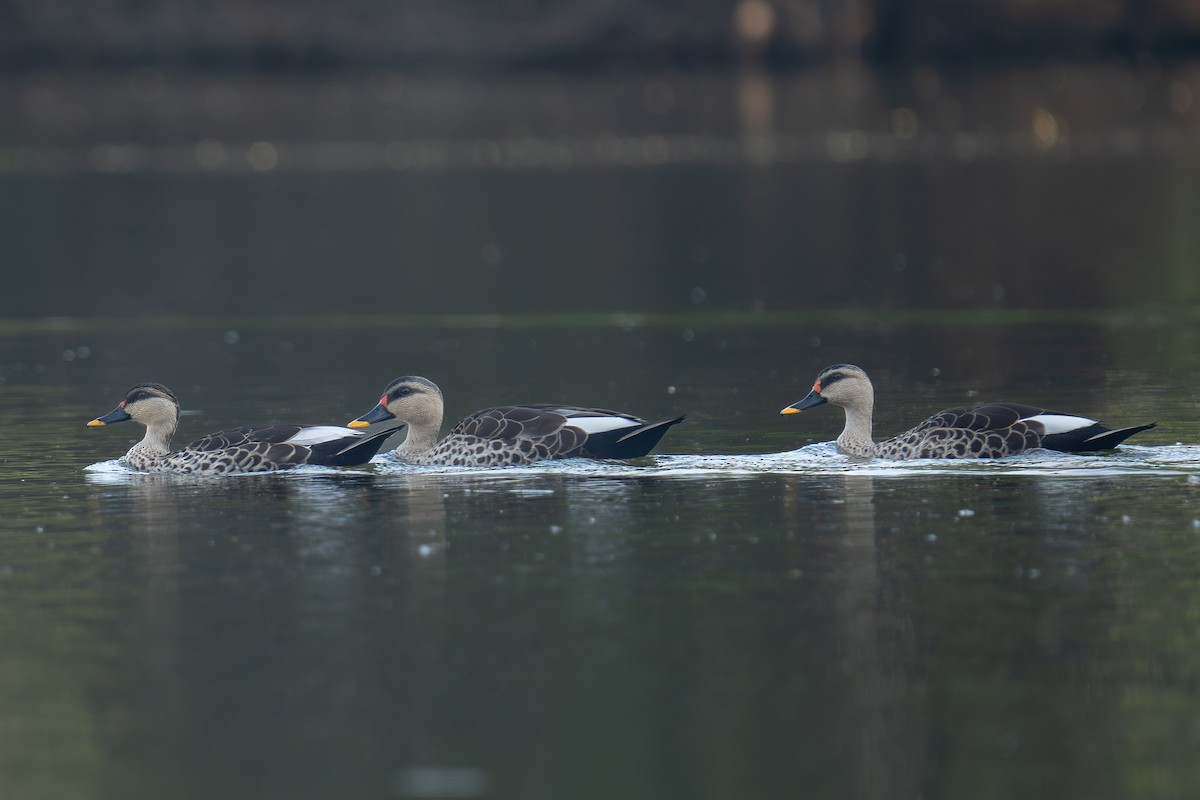 Крижень чорний - ML646679163