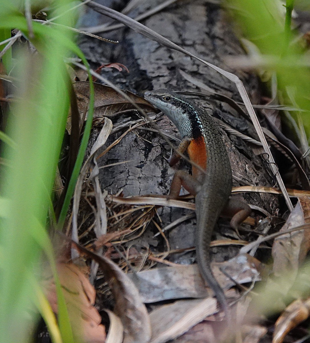 Closed-litter Rainbow Skink - ML646679164