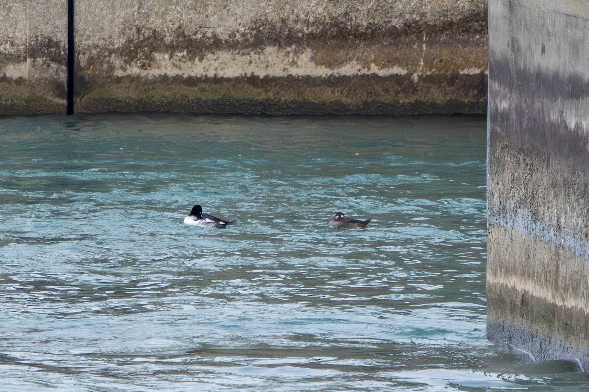 Harlequin Duck - ML646679165