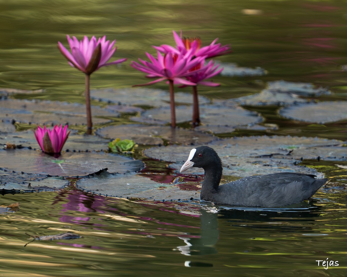 Лиска звичайна - ML646679166