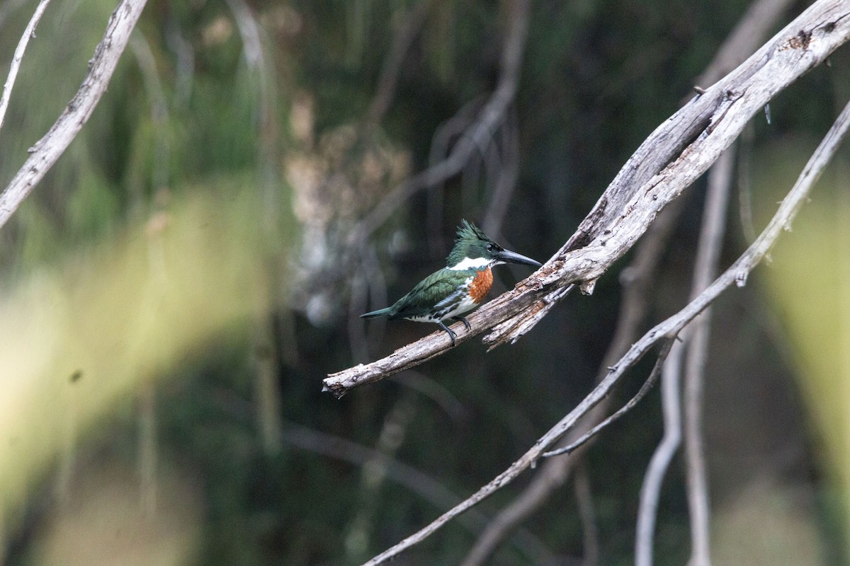 Amazon Kingfisher - ML646679167