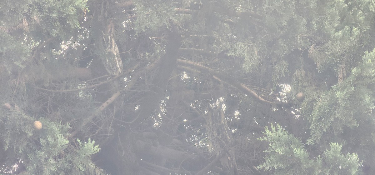 トラフズク - ML646679168