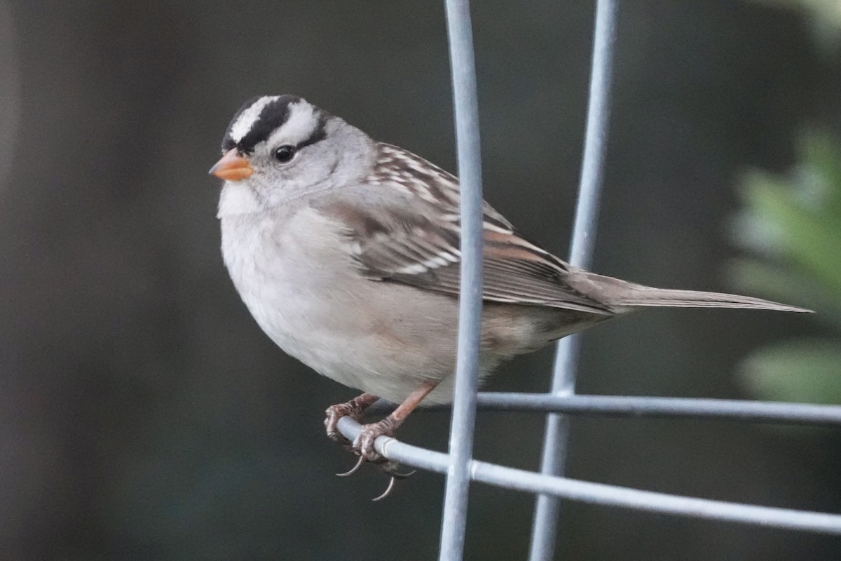 Porsuk Serçesi (gambelii) - ML646679172